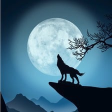 loup la nuit